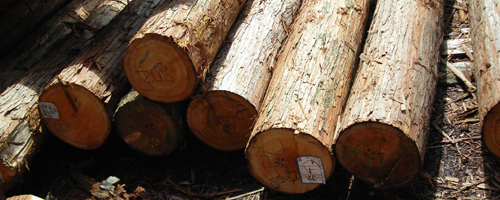 自然素材住宅　木や素材へのこだわり